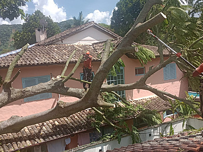 Vendaval de 50 km derruba árvores na Costa Sul de São Sebastião