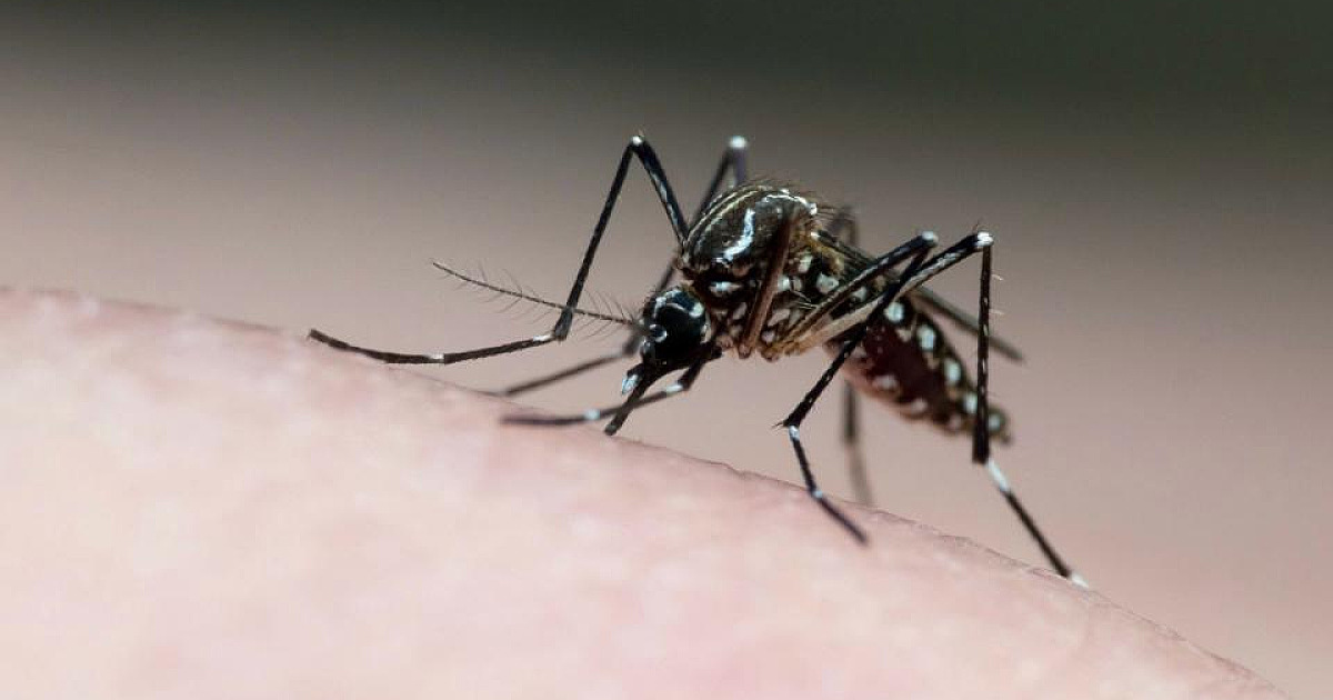 Ubatuba confirma primeira morte por dengue na região; cidade registra quase 3 mil notificações