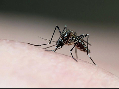 Ubatuba confirma primeira morte por dengue na região; cidade registra quase 3 mil notificações