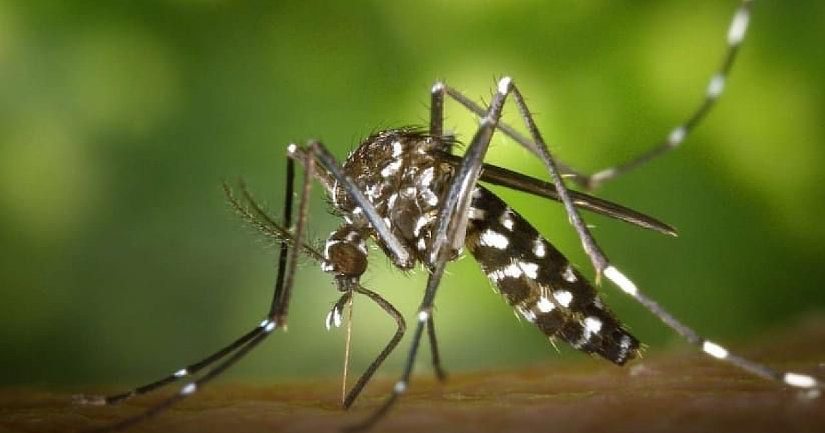 Ubatuba confirma três mortes por dengue e é a recordista de casos na região