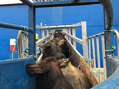 Fuly cria polêmica ao propor lei que proíbe embarque de cargas vivas no Porto de São Sebastião