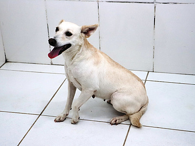 Prefeitura leva Feira de Adoção de Cães e Gatos para o Serramar Shopping neste sábado