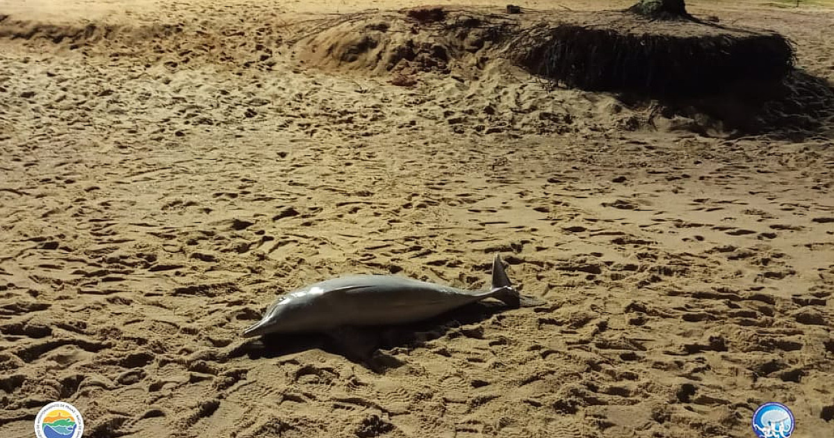 Dois golfinhos aparecem mortos na Martim de Sá