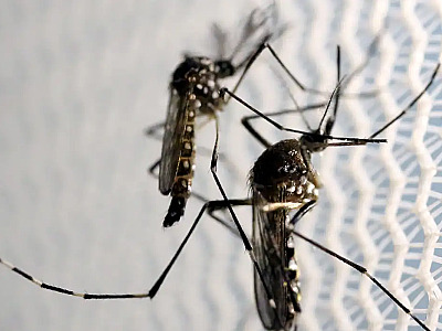 Óbitos por dengue chegam a 14 em São Paulo e a 21 no Brasil em 2025