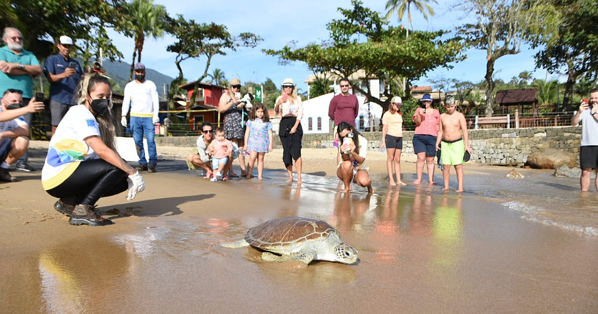 Em clima de comemoração, tartaruga-verde volta ao mar em Ilhabela