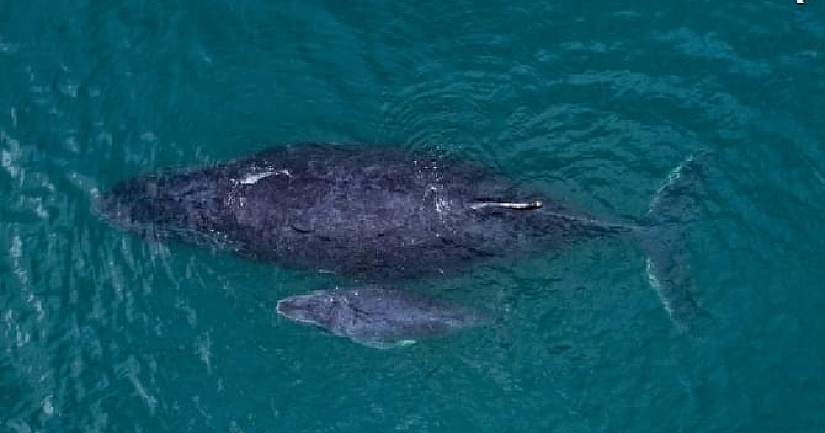 Ilhabela abre temporada de avistamento de baleias no próximo dia 29