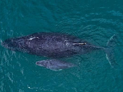 Ilhabela abre temporada de avistamento de baleias no próximo dia 29