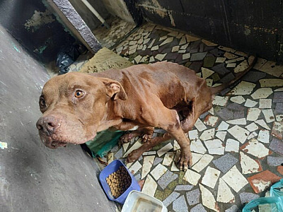 Denúncia de maus-tratos a animal doméstico leva suspeito à prisão e multa de R$ 3 mil em Caraguá