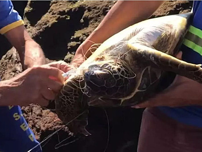 Moradores salvam tartaruga marinha enroscada em linha de pesca na praia São Francisco em São Sebastião