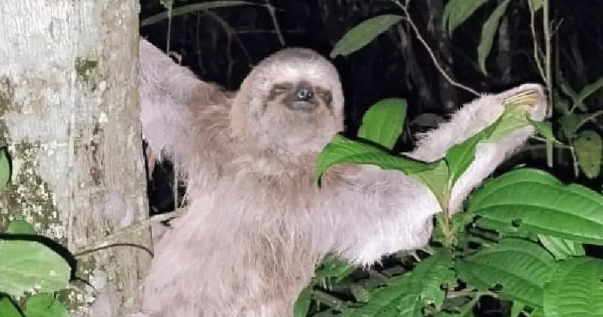 Bicho-preguiça em situação de risco é resgatado na praia Martim de Sá em Caraguatatuba