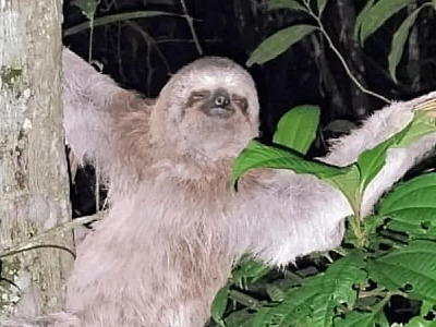 Bicho-preguiça em situação de risco é resgatado na praia Martim de Sá em Caraguatatuba