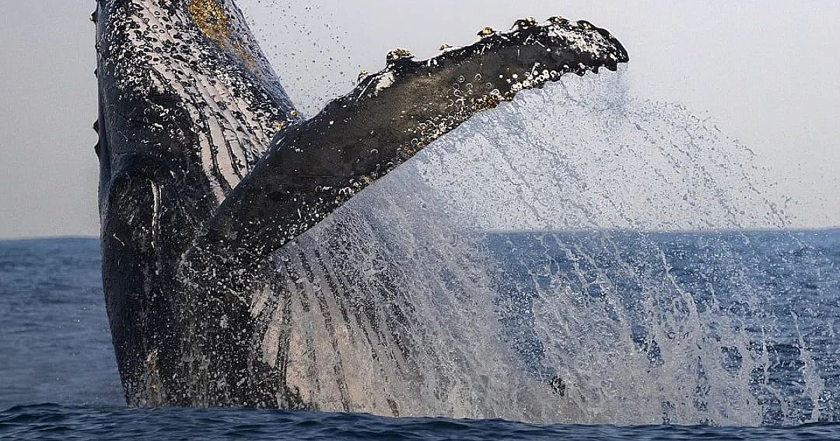 Baleias entoam charme e graça aos mares de Ilhabela e São Sebastião