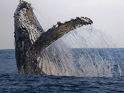 Baleias entoam charme e graça aos mares de Ilhabela e São Sebastião