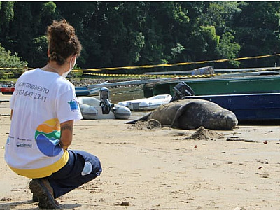Argonauta registrou recorde de atendimentos no salvamento de animais marinhos em 2022