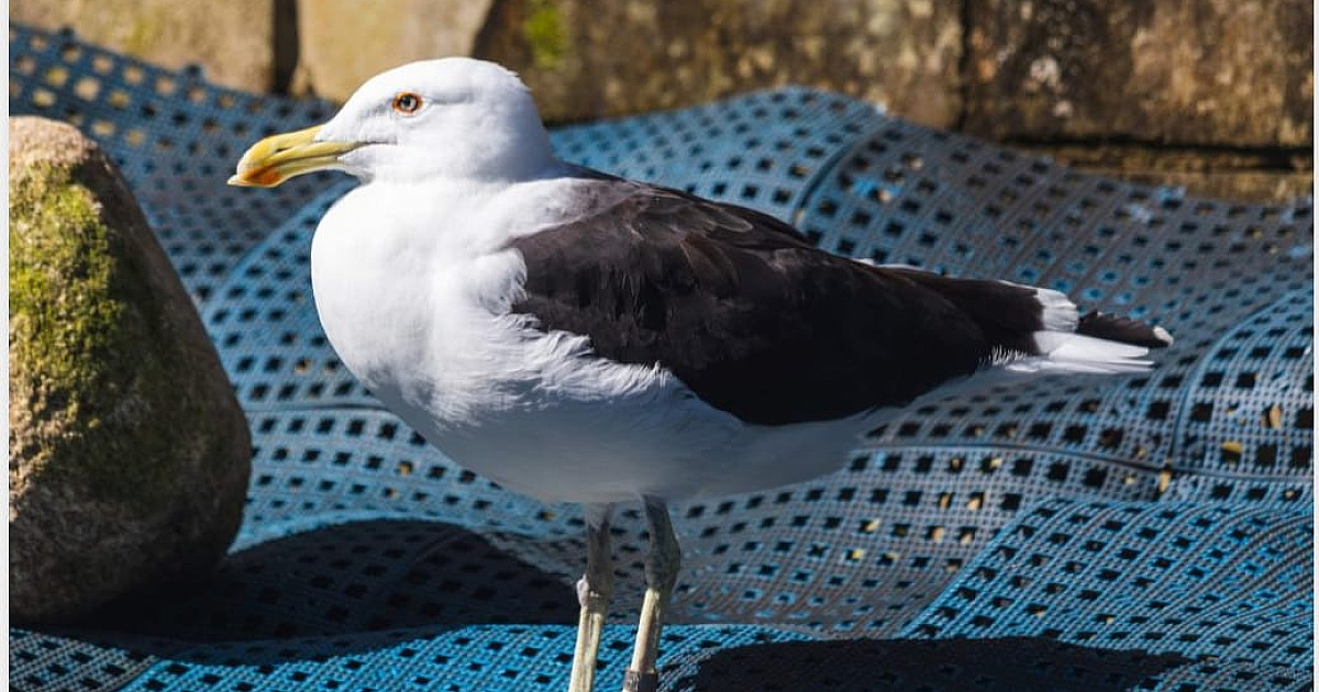 Após seis meses de reabilitação, gaivota ganha a vida em Ubatuba