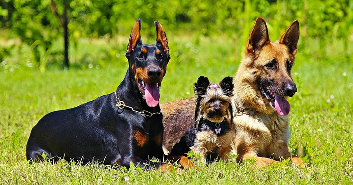 Governo de SP propõe lei para regulamentar comércio e garantir bem-estar de cães e gatos no estado