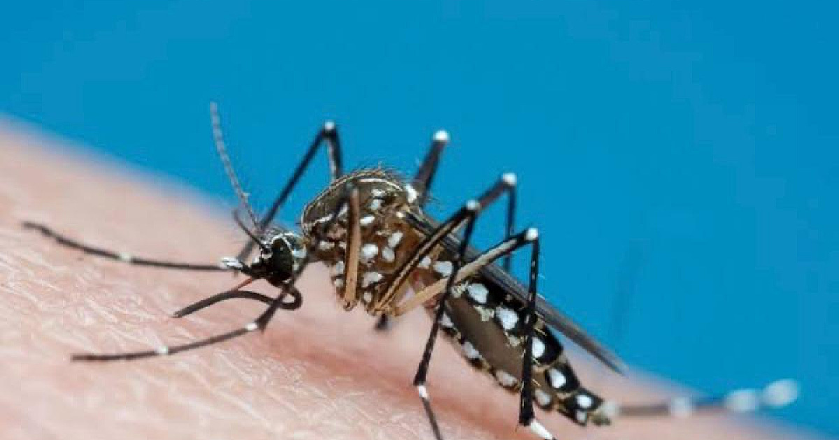 Com quase 3, 5 mil casos Ubatuba cria Comitê de Crise para conter avanço do Aedes aegypti