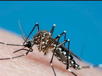 Com quase 3, 5 mil casos Ubatuba cria Comitê de Crise para conter avanço do Aedes aegypti