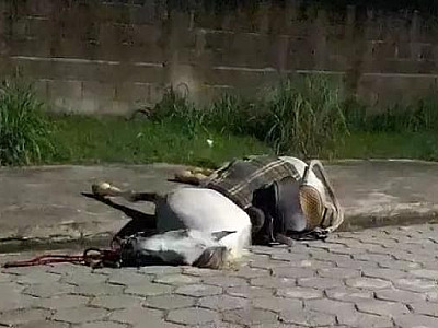 PM que atirou em cavalo agiu em legítima defesa, arma do cavaleiro não foi encontrada 