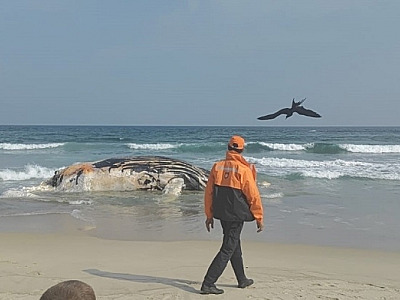 Baleia morta encalhada em Praia do Guaecá é o quarto caso no Litoral Norte em 2024