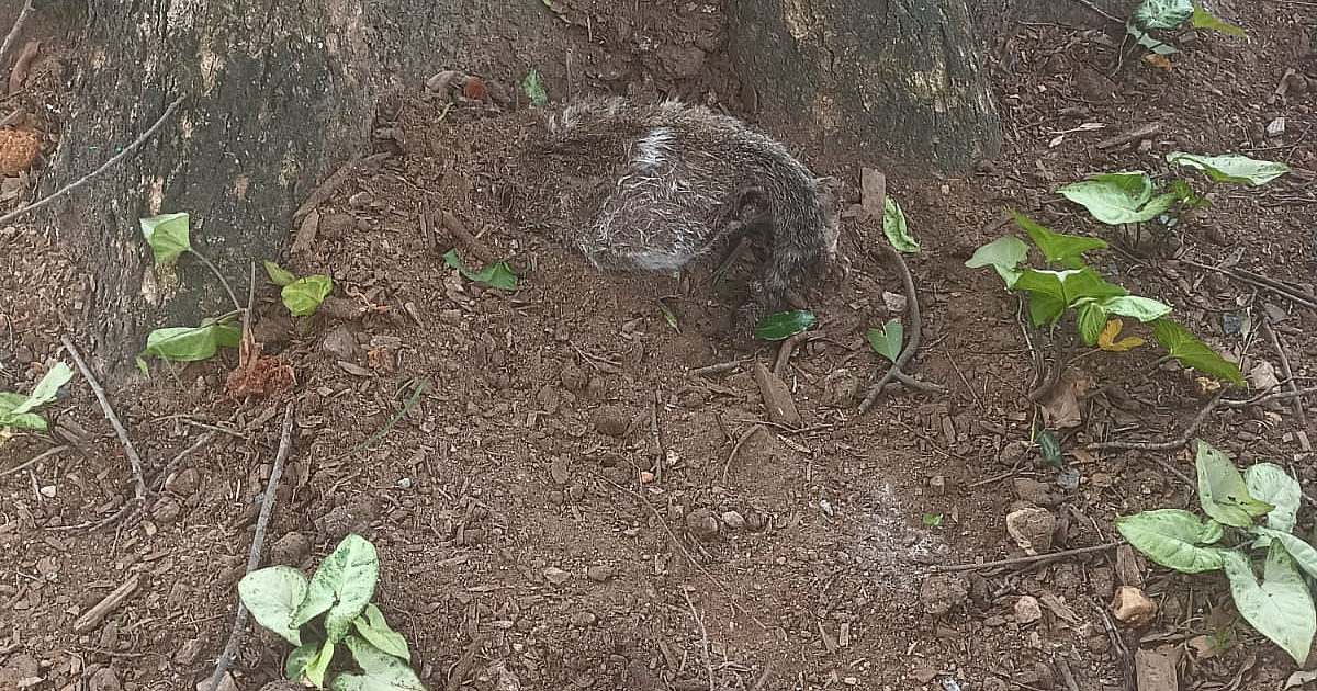 Moradores denunciam chacina de gatos no centro de São Sebastião