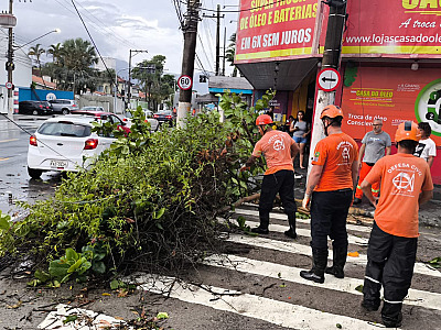 Ventos de 70 km/h provocam quedas de árvores e energia em São Sebastião