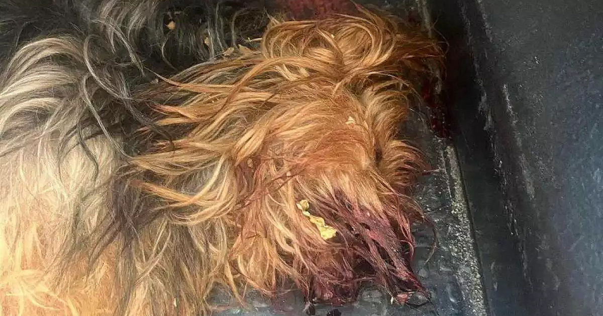Mulher presa em Caraguatatuba disse que matou cão para não matar o filho
