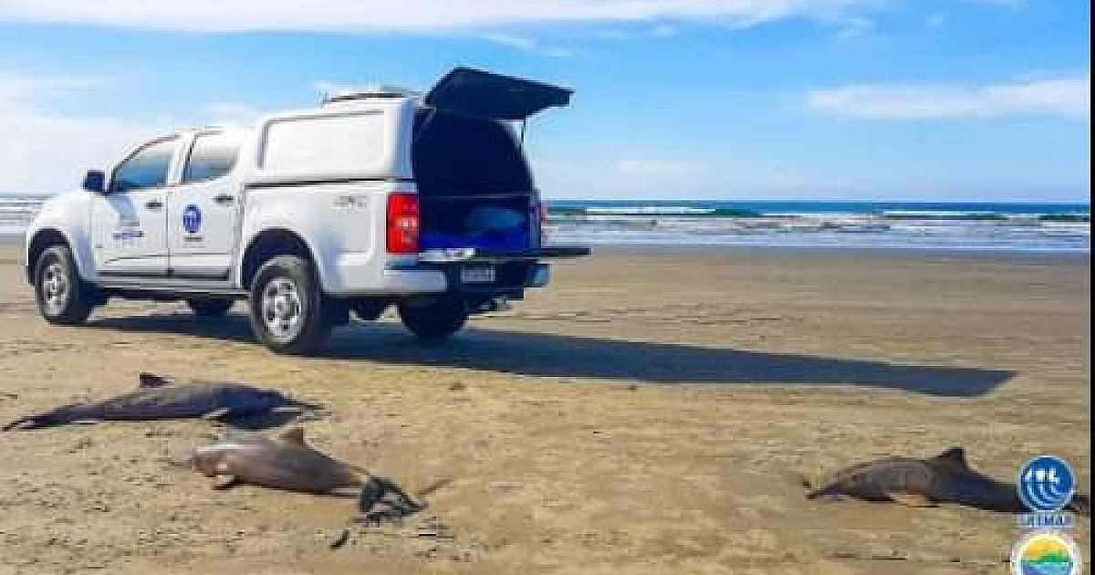 Toninhas podem ter morrido após ingestão de lixo e petrechos de pesca