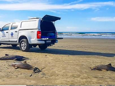 Toninhas podem ter morrido após ingestão de lixo e petrechos de pesca