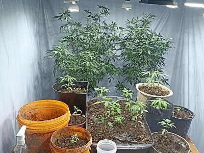 PM prende 3 “guardiões” de maconha em Caraguatatuba
