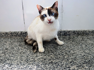 Caraguatatuba terá Feira de Adoção de cães e gatos neste sábado no CCZ
