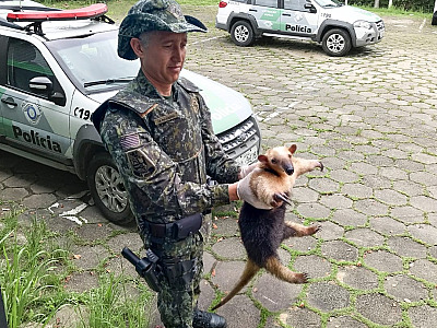 Polícia Ambiental resgata tamanduá atropelado em Ubatuba