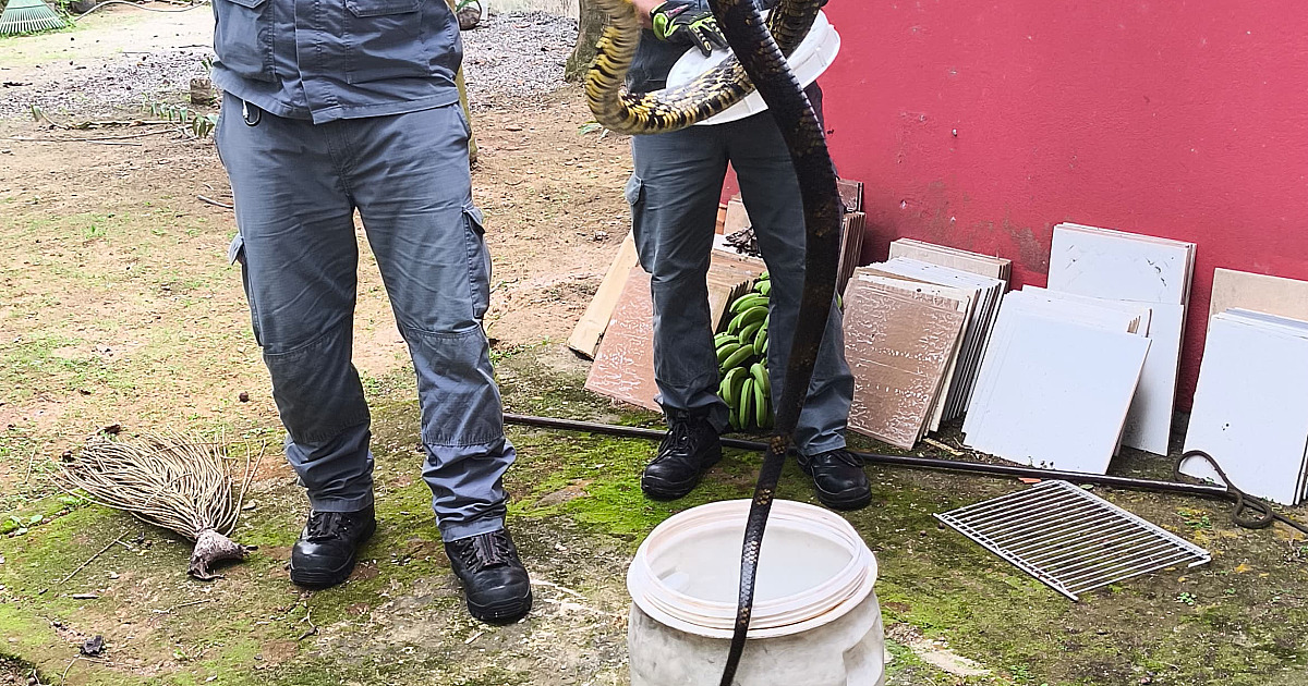 Bombeiros capturam cobra em residência no Centro de Ubatuba