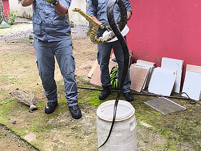 Bombeiros capturam cobra em residência no Centro de Ubatuba