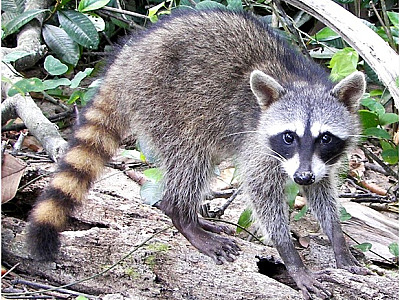 Parque Juqueriquerê faz primeiros registros de avistamento de quati e mão-pelada em Caraguatatuba