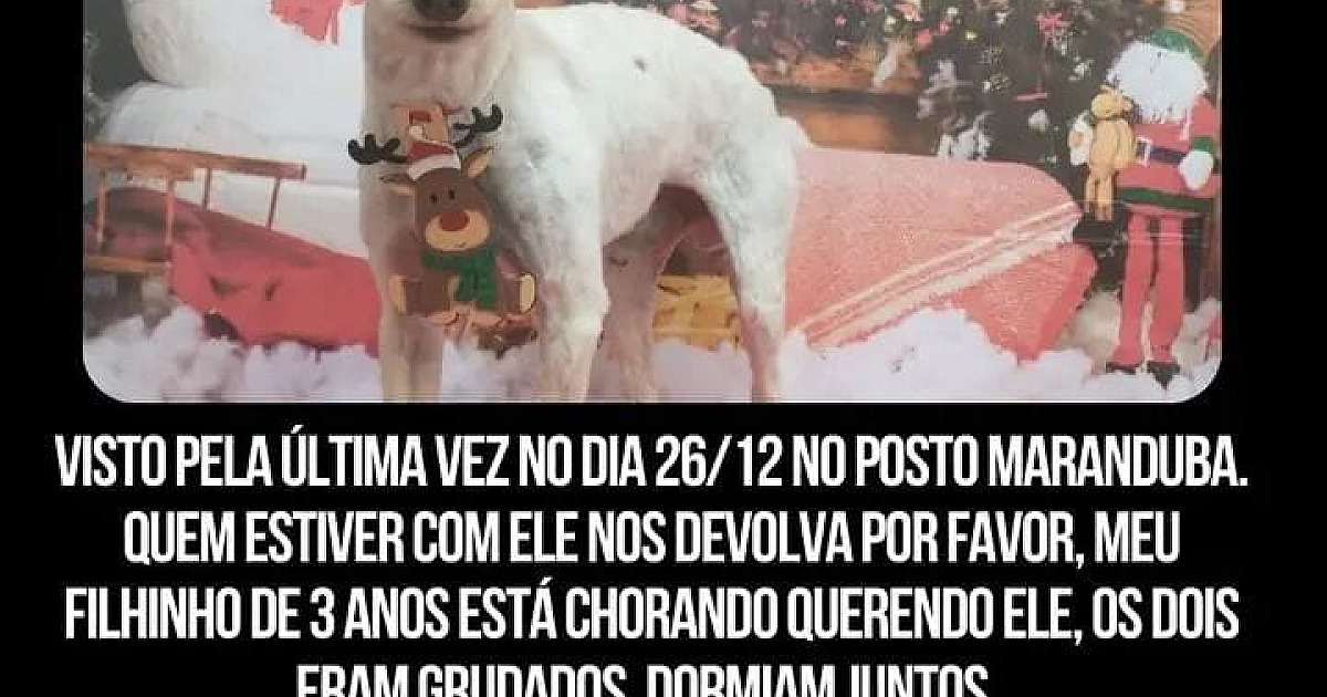 Desaparecido desde o Natal, dona do cãozinho Peludo não perde a esperança de encontrá-lo