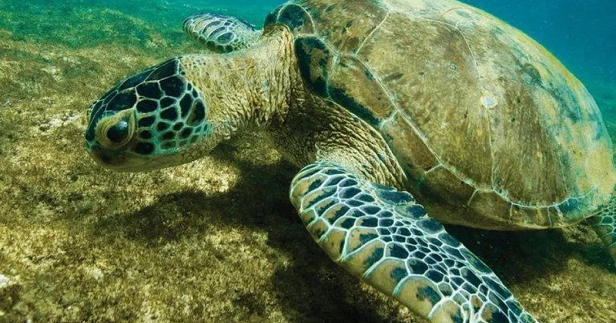 Espécie símbolo do Litoral Norte sai da lista de extinção após 43 anos