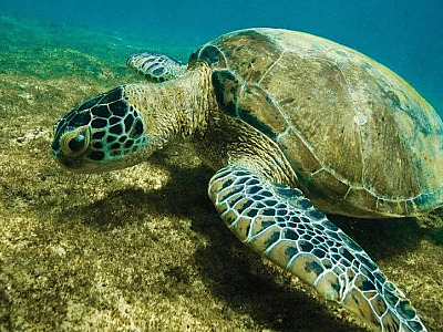 Espécie símbolo do Litoral Norte sai da lista de extinção após 43 anos