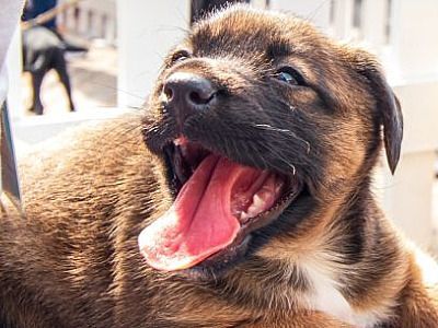 Sábado é dia de Feira de Adoção no Centro de Controle de Zoonoses de Caraguatatuba