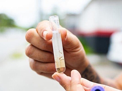 LN em emergência para a dengue com 9 mil notificações