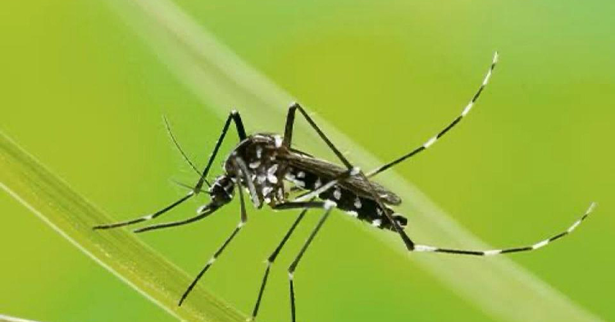 Homem morre em Ubatuba e pode ser a primeira morte por dengue na região este ano