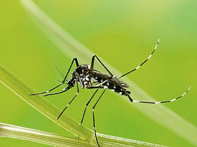 Homem morre em Ubatuba e pode ser a primeira morte por dengue na região este ano