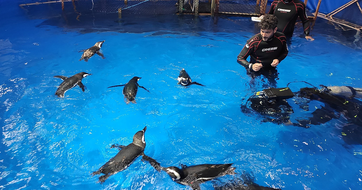 Pinguins do Aquário de Ubatuba brilham em filme de Hollywood