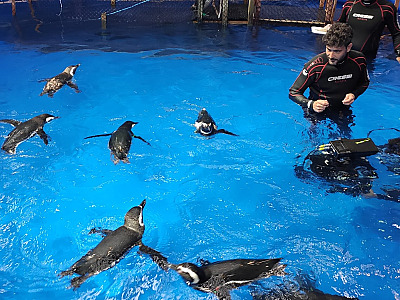 Pinguins do Aquário de Ubatuba brilham em filme de Hollywood