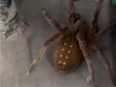Peçonhenta, aranha-armadeira é vista em supermercado de Ubatuba e chama atenção na internet