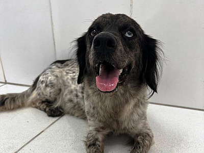 Caraguatatuba promove Feira de Adoção de Cães e Gatos neste sábado