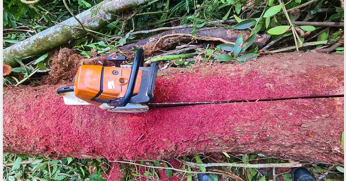 Polícia Ambiental flagra extração ilegal de palmito Juçara e corte de 13 árvores nativas em Ubatuba