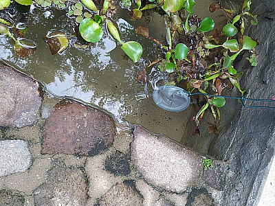Controle de Vetores de Ilhabela ganha novos aliados no combate aos mosquitos transmissores de doenças