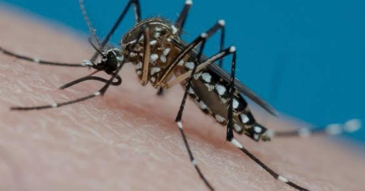 Caraguá confirma três mortes por dengue e acumula mais de 8 mil casos positivos da doença