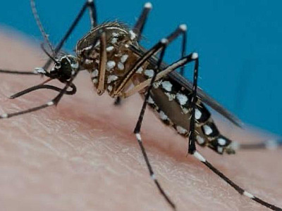 Caraguá confirma três mortes por dengue e acumula mais de 8 mil casos positivos da doença